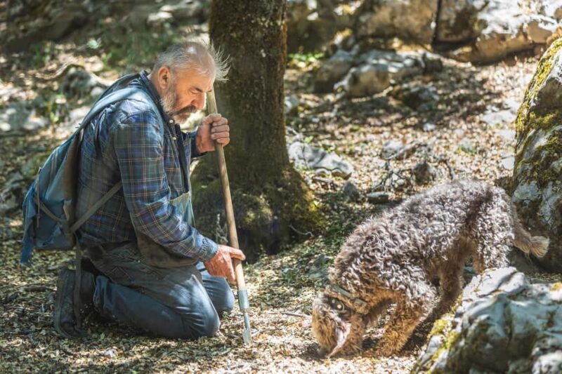Crete: Truffle Hunting with Dog & Lunch in Rouvas Forest - Crete’s Rouvas Forest: A Unique Oak Forest of the Balkans