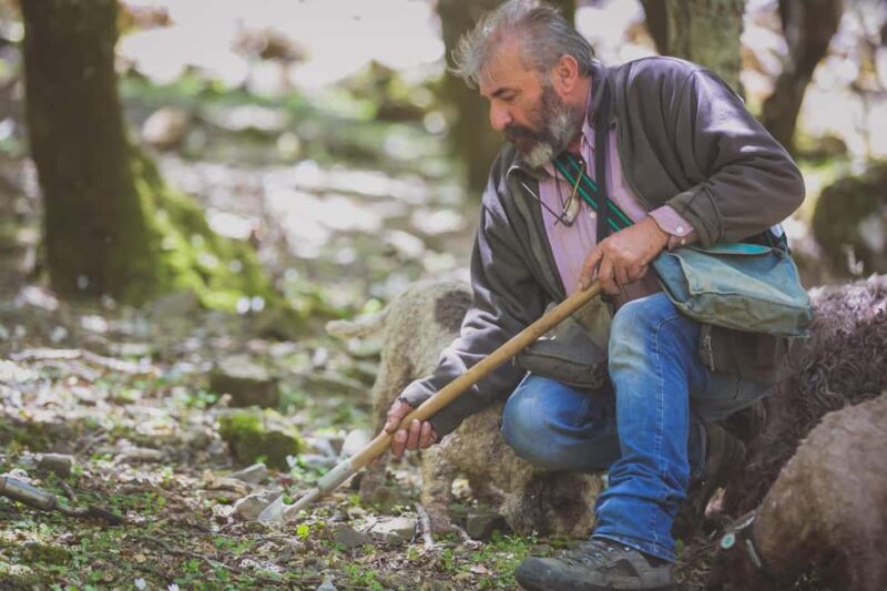 Crete: Truffle Hunting with Dog & Lunch in Rouvas Forest - Authentic Lunch Featuring Truffles and Honey Products