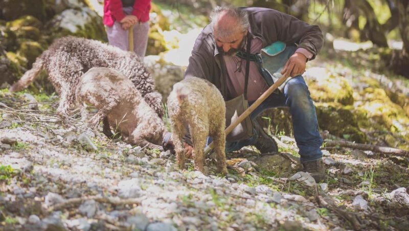 Crete: Truffle Hunting with Dog & Lunch in Rouvas Forest - Booking Flexibility and Cancellation Policy