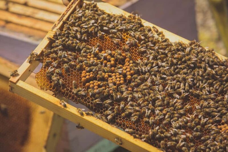 Crete: Truffle Hunting with Dog & Lunch in Rouvas Forest - Final Verdict: Authentic, Nature-Focused Crete Experience