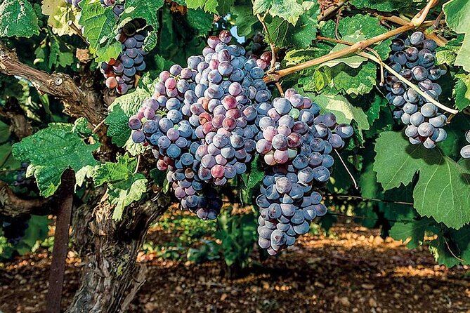 Crete Wine & Olive Oil Tour - Suitability and Considerations