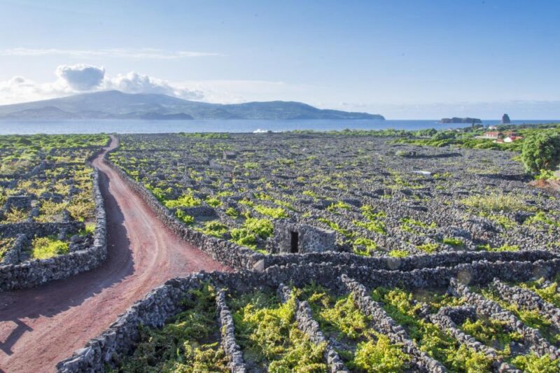 Criação Velha Walking Tour - Picos UNESCO-Listed Vineyard Landscape and Ancient Lava Walls