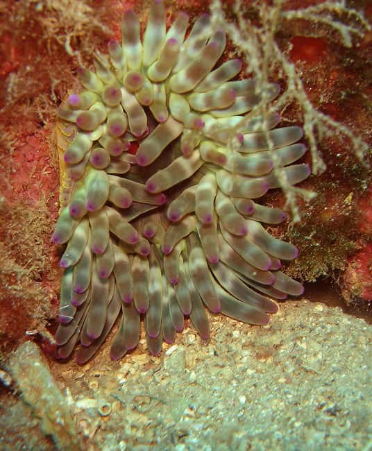 Crikvenica/Krk island: Try Scuba Dive - Return Voyage and Final Scenic Views in Crikvenica