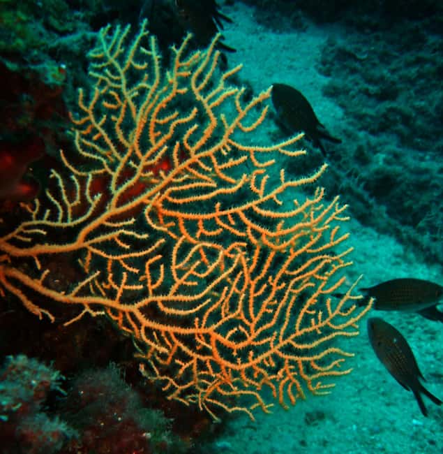 Crikvenica/Krk island: Try Scuba Dive - Who Should Consider This Tour