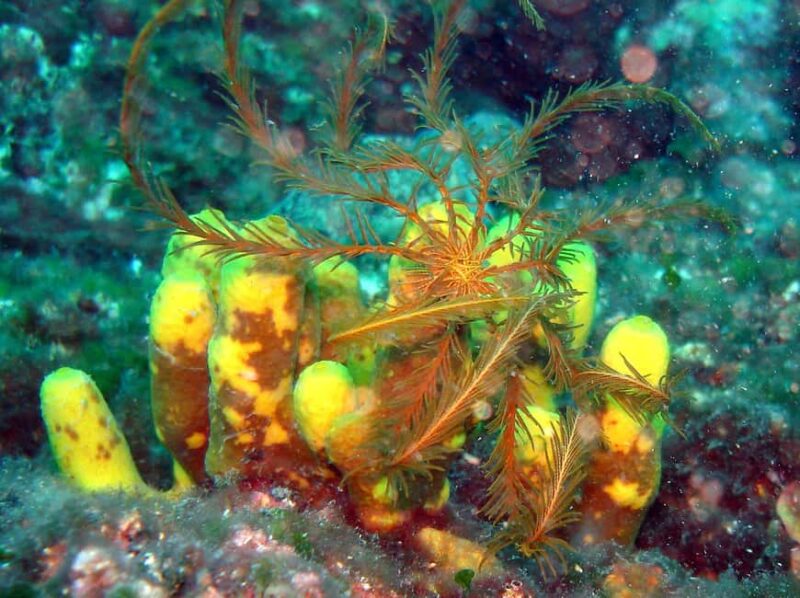 Crikvenica/Krk island: Try Scuba Dive - The Sum Up: An Accessible Introduction to Croatia’s Underwater World