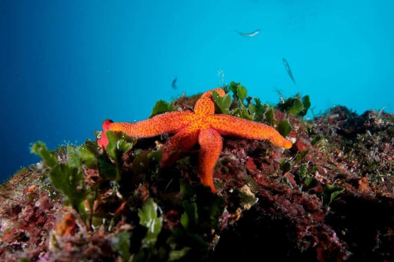 Crikvenica/Krk island: Try Scuba Dive - Frequently Asked Questions