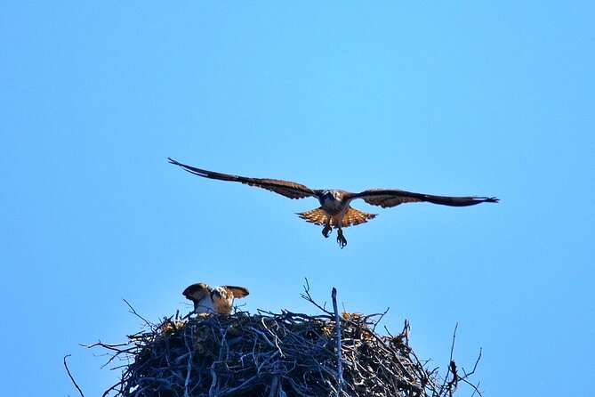 Cruise in a small group in Scandola Girolata Calanques de Piana - Key Points