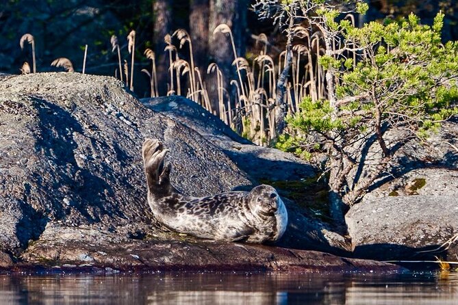 Cruise in Puumala by Lake Saimaa - Key Points