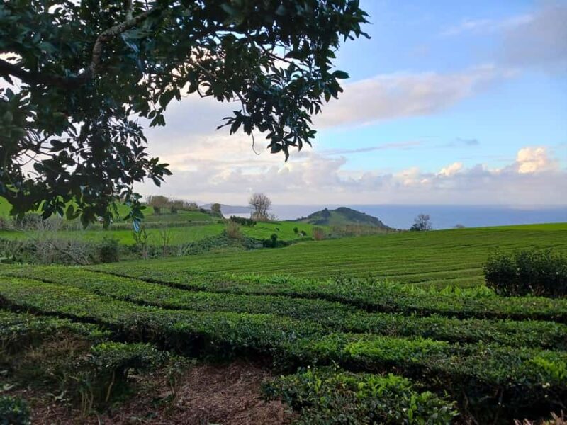 Cruise Shore Excursion São Miguel Essentials - Exploring Geothermal Wonders at Furnas