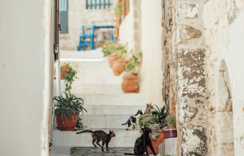 Cruise to Nisyros: Volcano, Nikia Village & Mandraki Trip - Frequently Asked Questions