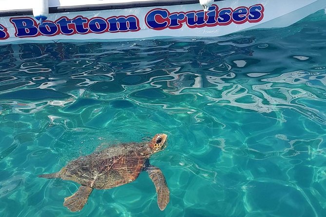 Cruise to turtle's island and caves with a glass bottom boat - Key Points