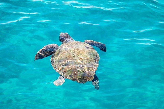 Cruise to turtle's island and caves with a glass bottom boat - The Sum Up: Is This Tour Right for You?