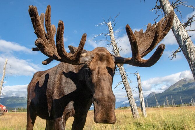 Cruise Transfer & Wildlife Tour: Anchorage to Whittier - Included Snacks, Water, and Comfortable Transport