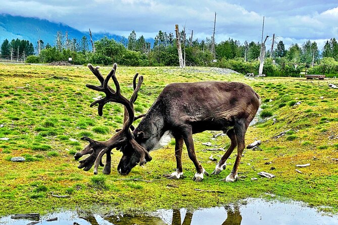 Cruise Transfer & Wildlife Tour: Anchorage to Whittier - Tour Logistics and Group Size