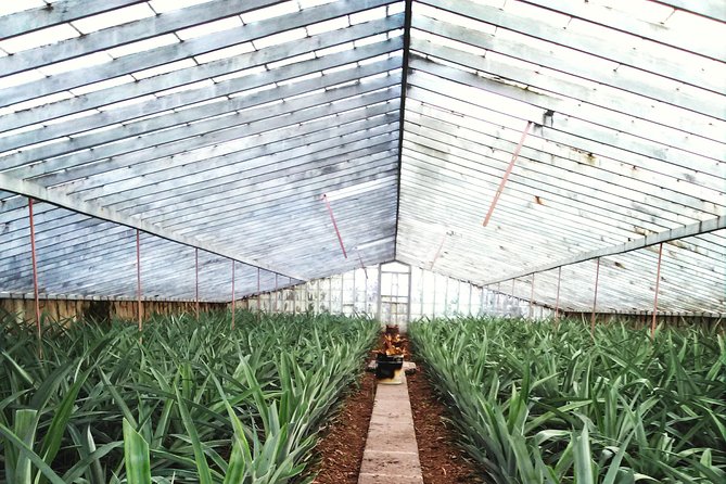 Cruise Travellers: Sete Cidades Volcano, The Blue & Green Lake - Return to Ponta Delgada with Drop-Off Options