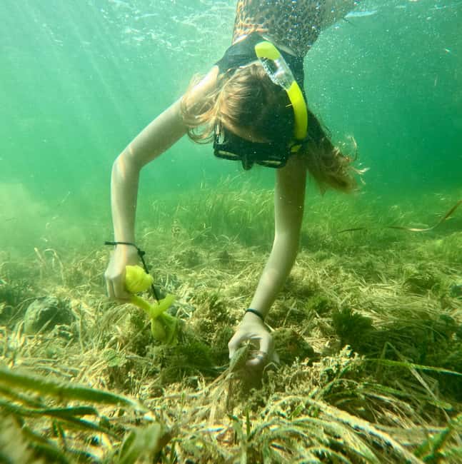 Crystal River: All Inclusive Premier Scalloping Tour - Key Points