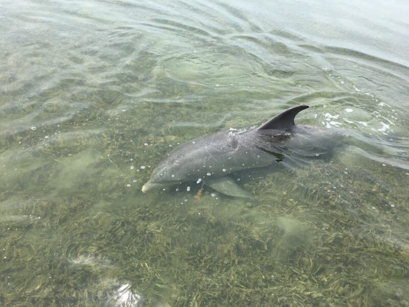 Crystal River: Backwater Adventure on an Airboat - The Experience of the Captain and Guide