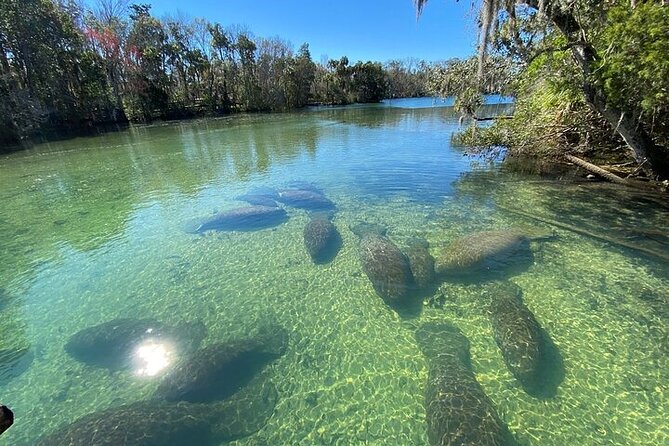 Crystal River Boat and Nature Tour - The Scenic Beauty of Sunset Tours in Crystal River