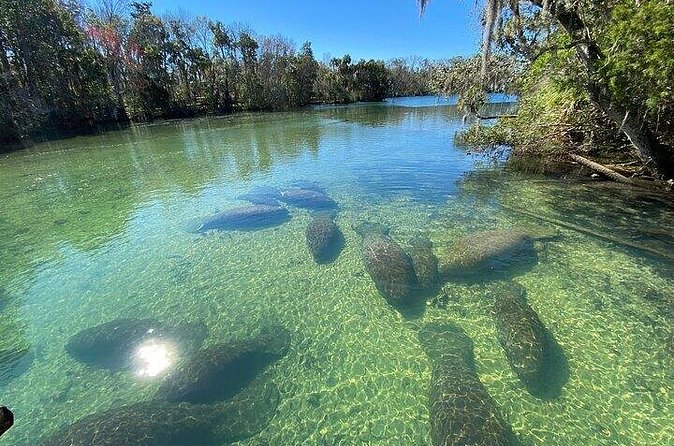Crystal River Boat and Nature Tour - Practical Details: Meeting Point, Group Size, and Accessibility