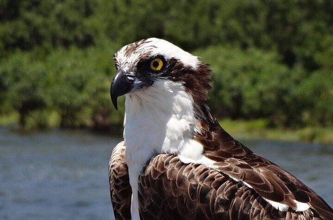 Crystal River Boat and Nature Tour - Final Thoughts on the Crystal River Boat and Nature Tour
