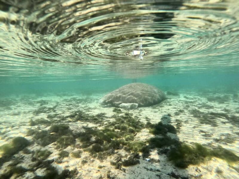 Crystal River: Clear Kayak Manatee & Springs Tour - What Sets This Tour Apart from Others