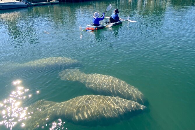 Crystal River Florida: Clear Kayak Guided Manatee Eco-Tour - Logistics and Meeting Point