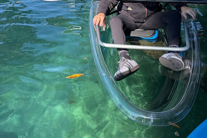 Crystal River Florida: Clear Kayak Guided Manatee Eco-Tour - Why This Tour Stands Out in Crystal River