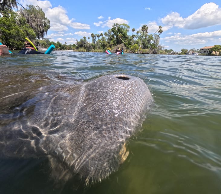 Crystal River: Guided Manatee Snorkeling Tour - What Sets This Tour Apart from Others