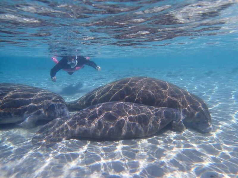 Crystal River: Guided Manatee Tour Heated Boat Free Photos - Meeting Point and Tour Logistics