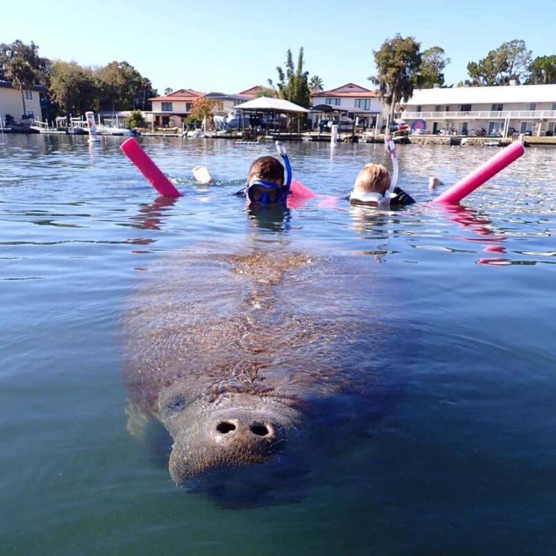 Crystal River: Guided Manatee Tour Heated Boat Free Photos - Additional Wildlife and Scenery Along the Route