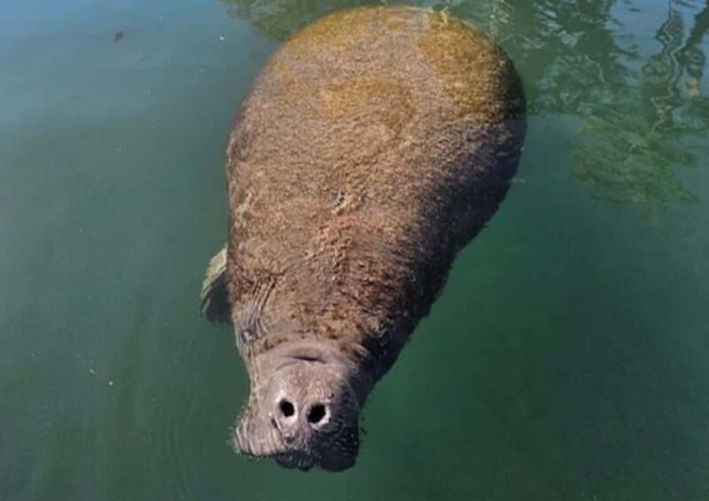 Crystal River: Kings Bay Manatee Watching Cruise - Key Points