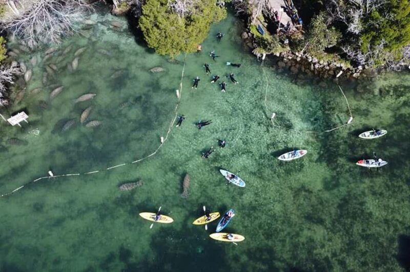 Crystal River: Kings Bay Manatee Watching Cruise - Encountering Other Wildlife: Otters, Turtles, and Ospreys