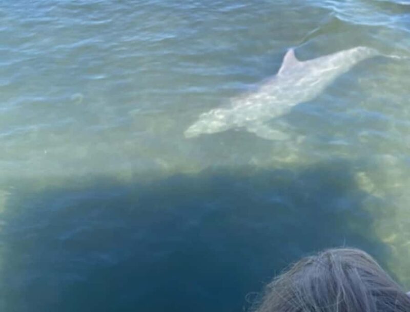 Crystal River: Kings Bay Manatee Watching Cruise - The Guide’s Role and Tour Atmosphere