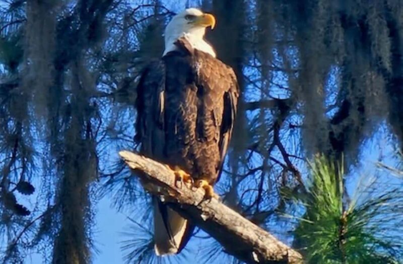 Crystal River: Kings Bay Manatee Watching Cruise - Final Thoughts: Is This Tour Right for You?