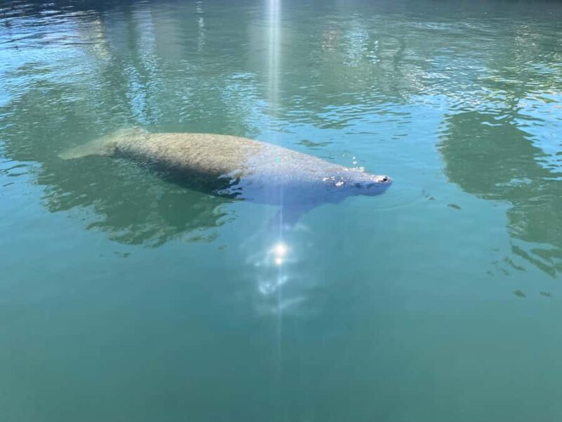 Crystal River: Manatee Eco-Tour Boat Ride - Key Points