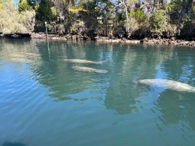 Crystal River: Manatee Eco-Tour Boat Ride - Crystal Rivers Prime Manatee Viewing in Kings Bay