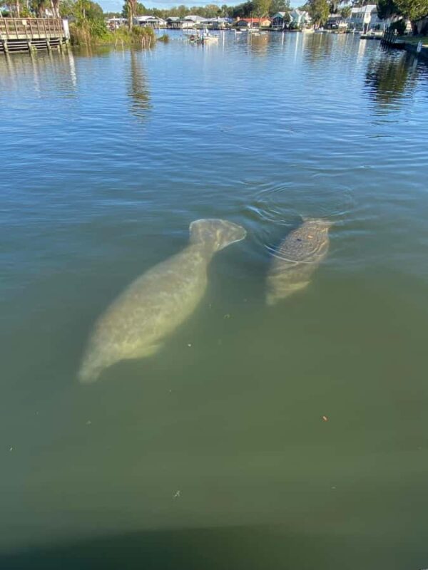Crystal River: Manatee Eco-Tour Boat Ride - Comparing Similar Experiences in Crystal River