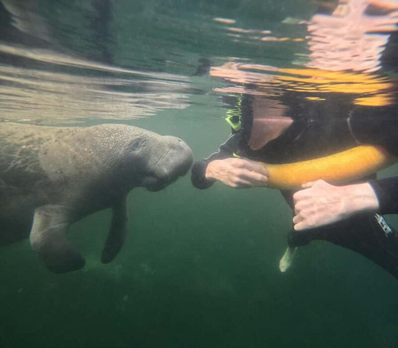 Crystal River: Manatee In-Water Snorkel Tour - Discover the Magic of Snorkeling with Manatees in Crystal River