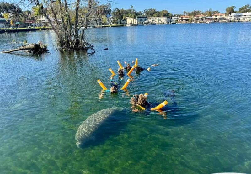 Crystal River: Manatee In-Water Snorkel Tour - Small-Group Size for a More Personal Experience