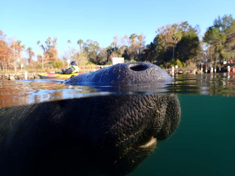Crystal River: Manatee In-Water Snorkel Tour - Capture the Moment with Professional Underwater Photos