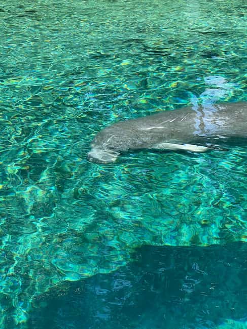 Crystal River: Manatee Season Tour w/ Free Photo Package - Key Points