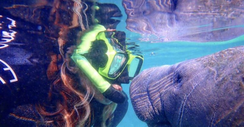 Crystal River: Manatee Swim Group Tour - Key Points