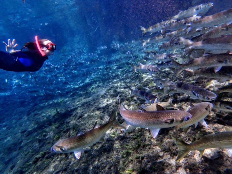 Crystal River: Manatee Swim Group Tour - The Snorkeling Experience with Manatees