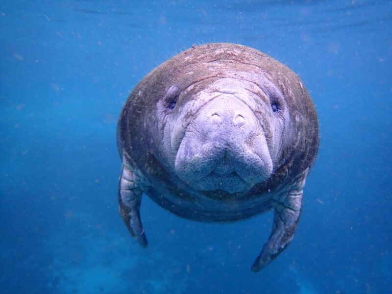 Crystal River: Manatee Swim Group Tour - The Cost-Effective Nature of the Tour