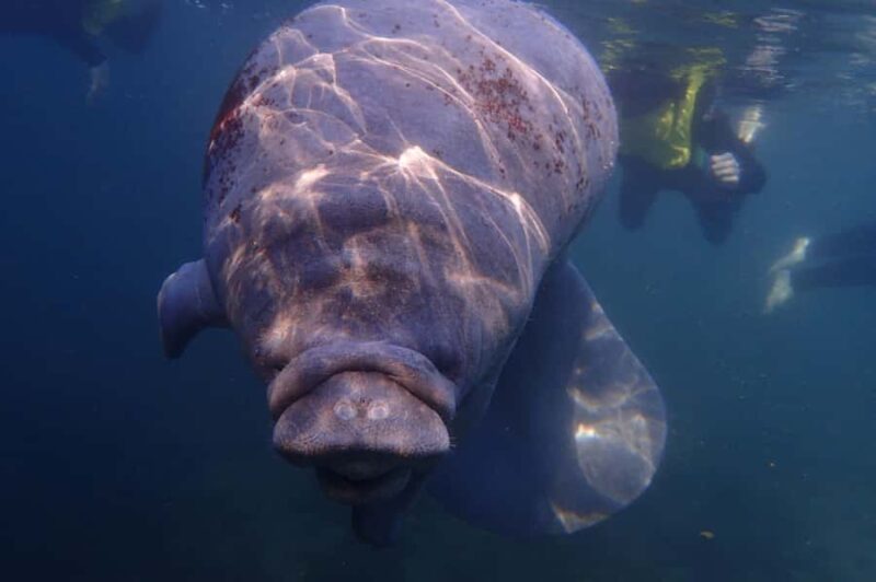 Crystal River: Manatee Swim Small Group, VIP or Private Tour - The Different Tour Options: Small, VIP, and Private