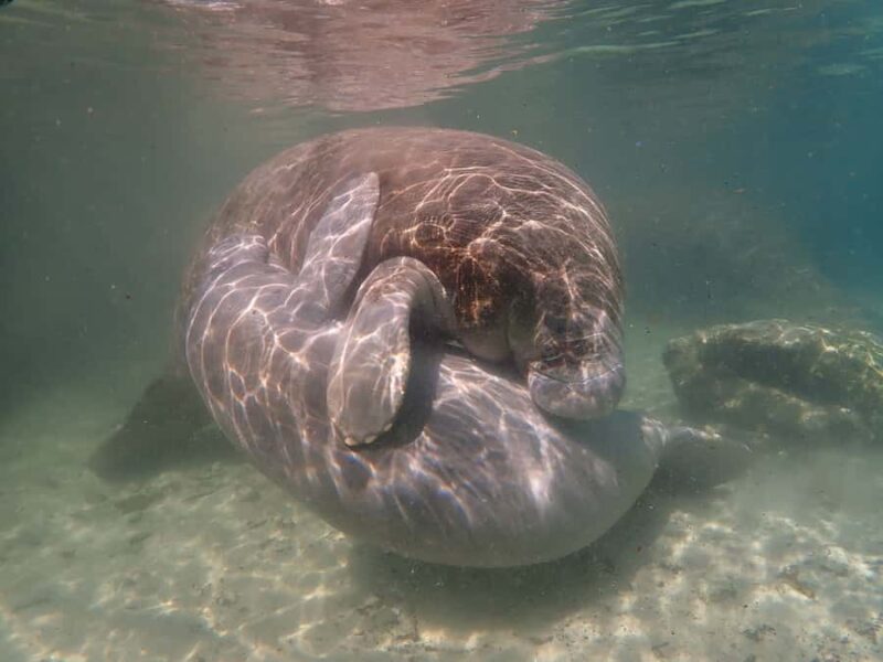 Crystal River: Manatee Swim Small Group, VIP or Private Tour - The Guides and Environmental Commitment