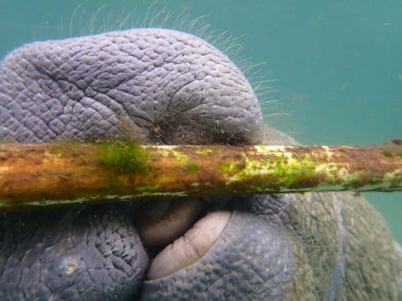 Crystal River: Manatee Swim Small Group, VIP or Private Tour - Frequently Asked Questions