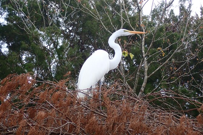Crystal River Manatee Viewing Cruise - Crystal River Manatee Viewing Cruise: A Close Encounter with Nature’s Gentle Giants