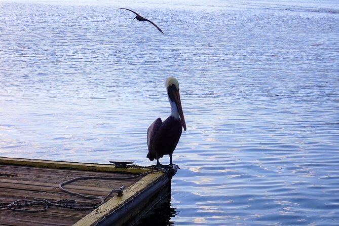 Crystal River Manatee Viewing Cruise - Viewing the Crystal River and Its Scenic Beauty