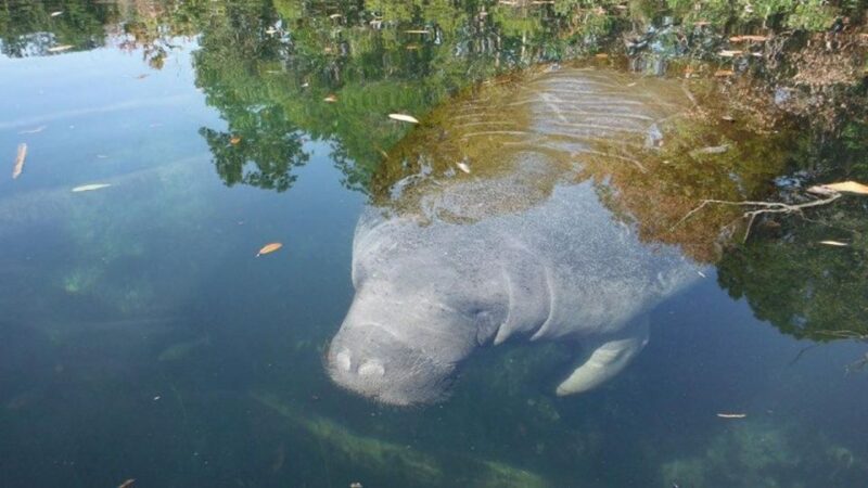 Crystal River: Manatee Viewing Cruise - Starting Point at Petes Pier Marina